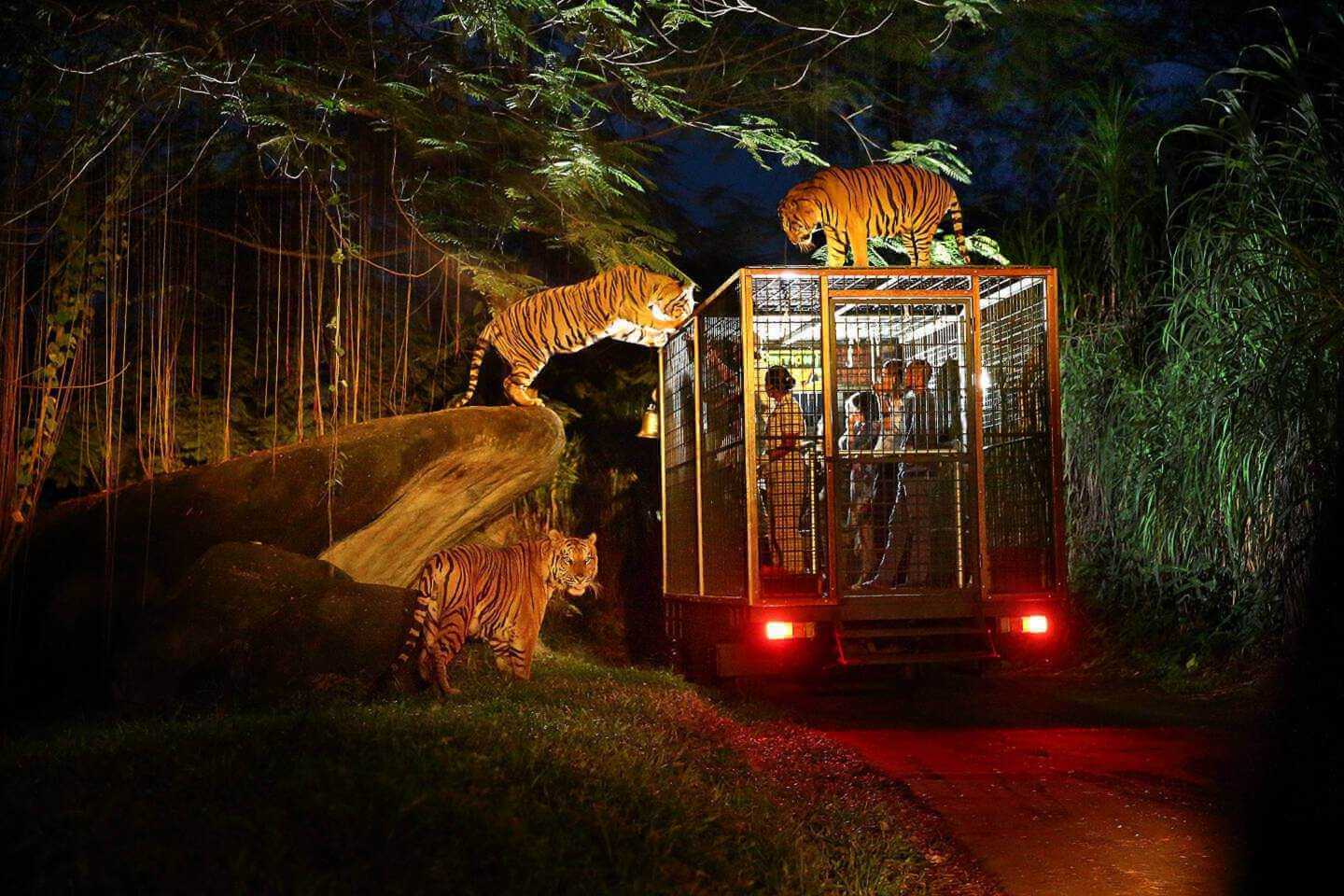 Night Safari (Adult) - International